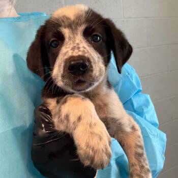 Koda 5817 -  Mixed Breed Dog for Adoption in Loxahatchee Groves, Florida - Koda 5817 | PetCurious