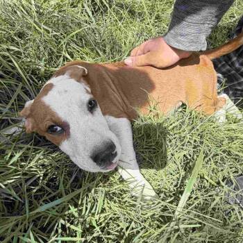 Cookie Pup: Brownie -  Terrier and Mixed Breed Dog for Adoption in Falls Church, Virginia - Cookie Pup: Brownie | PetCurious