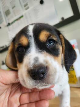 Creel -  Terrier and Beagle Dog for Adoption in Pottstown, Pennsylvania - Creel | PetCurious