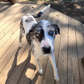 Catahoula Leopard Dog Dogs Available for Adoption in Waggaman, Louisiana - Dutton | PetCurious