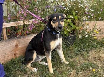 MOCHA -  Pit Bull Terrier and Mixed Breed Dog for Adoption in Mckinleyville, California - MOCHA | PetCurious
