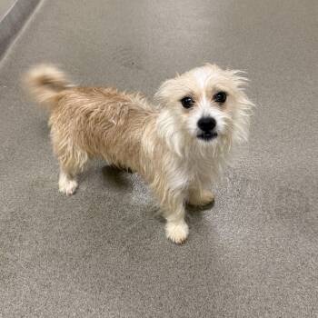 Linus -  Terrier Dog for Adoption in Kearney, Nebraska - Linus | PetCurious