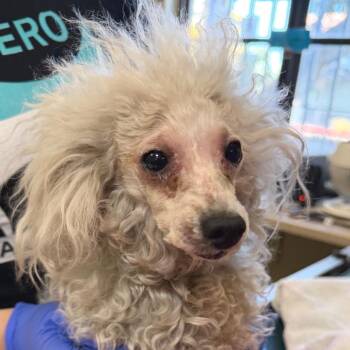 Maltese Dogs Available for Adoption in Pasadena, California - Alberta Einstein | PetCurious