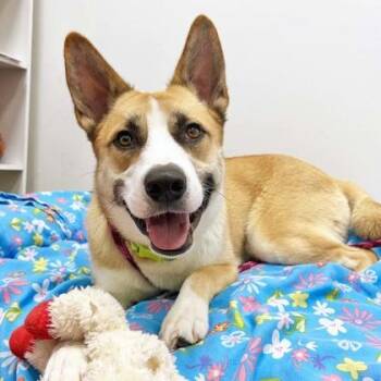Arthur -  Husky and Mixed Breed Dog for Adoption in Atlanta, Georgia - Arthur | PetCurious