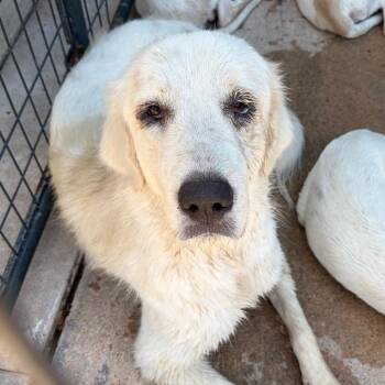 Sierra -  Mixed Breed Dog for Adoption in Lake Jackson, Texas - Sierra | PetCurious