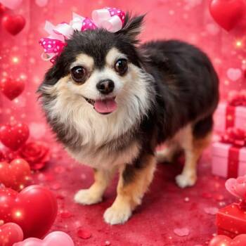 Chihuahua Dogs Available for Adoption in Kaufman, Texas - BELLA Is Only 5.5 Pounds | PetCurious