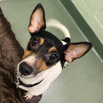 Chyna -  Jack Russell Terrier Dog for Adoption in West Palm Beach, Florida - Chyna | PetCurious