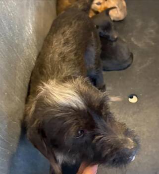 Terrier Dogs Available for Adoption - KIMI | PetCurious