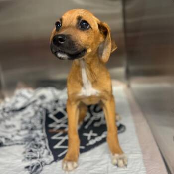 Mixed Breed Dogs Available for Adoption in Pauls Valley, Oklahoma - Cheezy | PetCurious