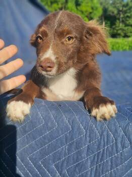 Jeep Gladiator Cars -  Australian Shepherd and Chihuahua Dog for Adoption in South Kingstown, Rhode Island - Jeep Gladiator Cars | PetCurious