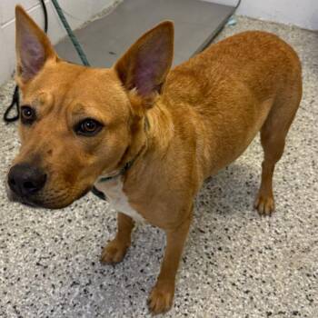 Cattle Dog and Labrador Retriever Dogs Available for Adoption - Reba | PetCurious