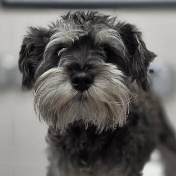Yogi Bear -  Miniature Schnauzer Dog for Adoption in Huntsville, Alabama - Yogi Bear | PetCurious