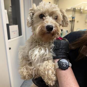 Breve -  Schnauzer and Mixed Breed Dog for Adoption in Great Falls, Montana - Breve | PetCurious