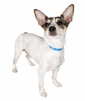 Rat Terrier Dogs Available for Adoption in Washington, District Of Columbia - Dolly Belle | PetCurious