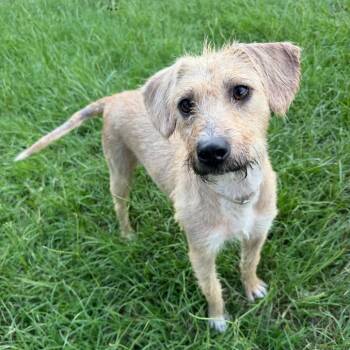 Flutterbug -  Terrier and Mixed Breed Dog for Adoption in Dover, New Hampshire - Flutterbug | PetCurious