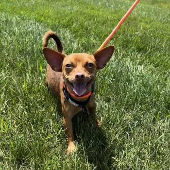 Spike -  Chihuahua Dog for Adoption in Portland, Maine - Spike | PetCurious