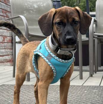 Delmar -  Dachshund Dog for Adoption in Albany, New York - Delmar | PetCurious