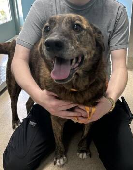 MOLLY -  Terrier and Mixed Breed Dog for Adoption in Newton, North Carolina - MOLLY | PetCurious