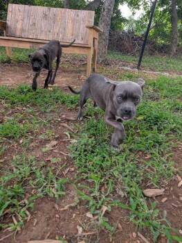 HTICH -  Pug and Mixed Breed Dog for Adoption in Athens, Alabama - HTICH | PetCurious