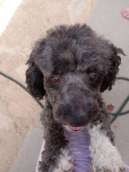 Shirley -  Poodle Dog for Adoption in Parker, Colorado - Shirley | PetCurious