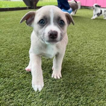 Mya 0912 -  Mixed Breed Dog for Adoption in Loxahatchee Groves, Florida - Mya 0912 | PetCurious
