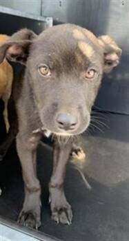 Labrador Retriever and German Shepherd Dog Dogs Available for Adoption - GUNNER | PetCurious