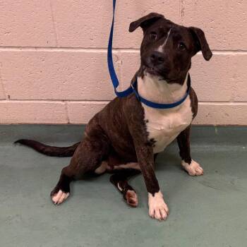 Mixed Breed Dogs Available for Adoption - Jelly | PetCurious