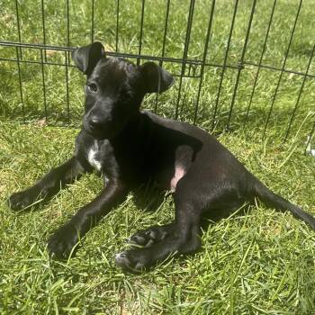 Corona -  Chihuahua and Terrier Dog for Adoption in Minneapolis, Minnesota - Corona | PetCurious