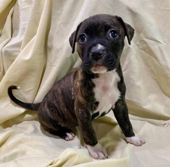 Yogi Bear (Bear x10 (5)) -  Pit Bull Terrier and American Staffordshire Terrier Dog for Adoption in Hartsville, South Carolina - Yogi Bear (Bear X10 (5)) | PetCurious