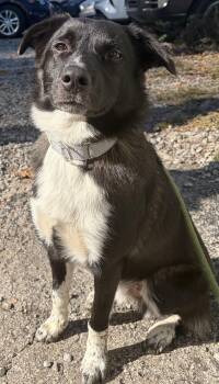 Oreo -  Mixed Breed Dog for Adoption in Mckeesport, Pennsylvania - Oreo | PetCurious