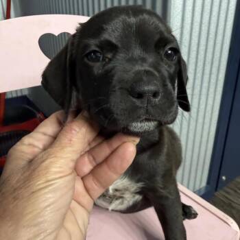 Angel -  Retriever Dog for Adoption in Parrish, Alabama - Angel | PetCurious