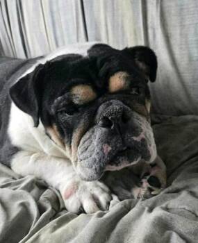 English Bulldog Dogs Available for Adoption - Cleo-English Bulldog  | PetCurious
