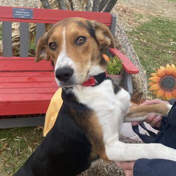 Rescue Hound Dogs for Adoption in Elyria, Ohio - Miss Awoos “Missy” | PetCurious