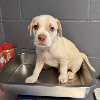 TUSC-Stray-84797_2 -  Labrador Retriever and Pit Bull Terrier Dog for Adoption in Tuscaloosa, Alabama - TUSC-Stray-84797_2 | PetCurious