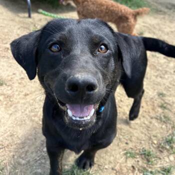 Buddy -  Labrador Retriever and Cardigan Welsh Corgi Dog for Adoption in West Point, Mississippi - Buddy | PetCurious
