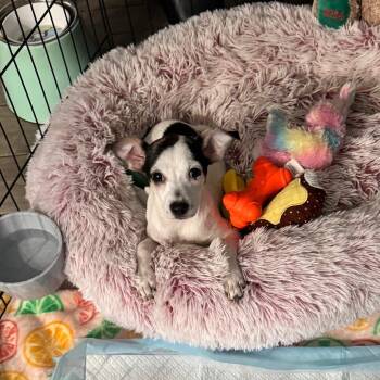 Rescue Chihuahua and Mixed Breed Dogs for Adoption in Venice, Florida - Sweetpea | PetCurious