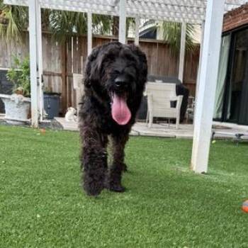 Roxy -  Black Russian Terrier Dog for Adoption in Houston, Texas - Roxy | PetCurious