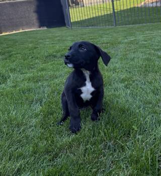 Tai -  Mixed Breed Dog for Adoption - Tai | PetCurious