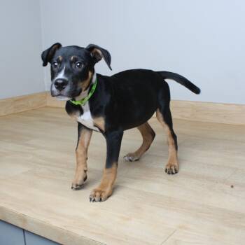 Chester Cash D70057 -  Australian Shepherd and Shepherd Dog for Adoption in Minnetonka, Minnesota - Chester Cash D70057 | PetCurious
