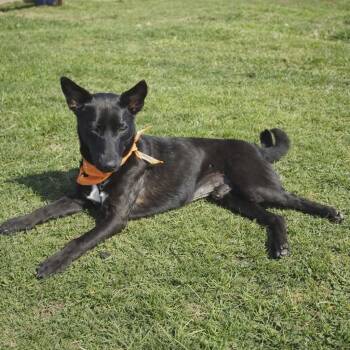 Mixed Breed Dogs Available for Adoption - Knight | PetCurious