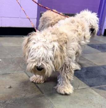 61265062 -  Terrier and Mixed Breed Dog for Adoption in El Paso, Texas - 61265062 | PetCurious