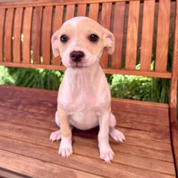 Aretha -  Chihuahua Dog for Adoption in Agoura Hills, California - Aretha | PetCurious