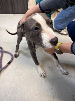 Charm -  Pit Bull Terrier Dog for Adoption in Mobile, Alabama - Charm | PetCurious