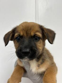 Whistler (Wx6) -  Terrier Dog Available for Adoption in Hartsville, South Carolina - Whistler (Wx6) | PetCurious