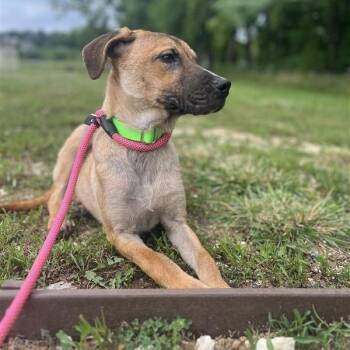 Nickel -  German Shepherd Dog and Mixed Breed Dog for Adoption in Bentonville, Arkansas - Nickel | PetCurious