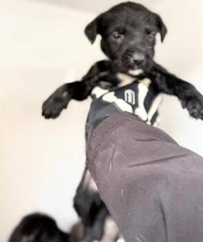 KISUBI -  Labrador Retriever Dog for Adoption in Houston, Texas - KISUBI | PetCurious