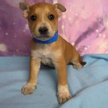 Max -  Mixed Breed Dog for Adoption in Fort Collins, Colorado - Max | PetCurious