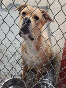 Labrador Retriever and Mixed Breed Dogs Available for Adoption - EEYORE | PetCurious