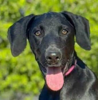 Rescue Doberman Pinscher and Labrador Retriever Dogs for Adoption in Boerne, Texas - Haven | PetCurious