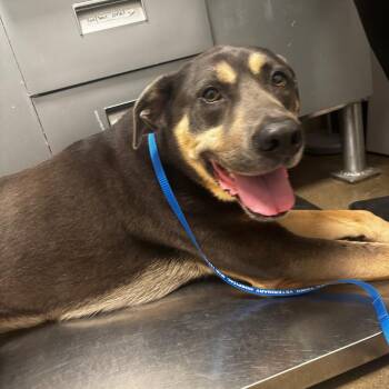 Fairy -  Mixed Breed Dog for Adoption in Tulsa, Oklahoma - Fairy | PetCurious